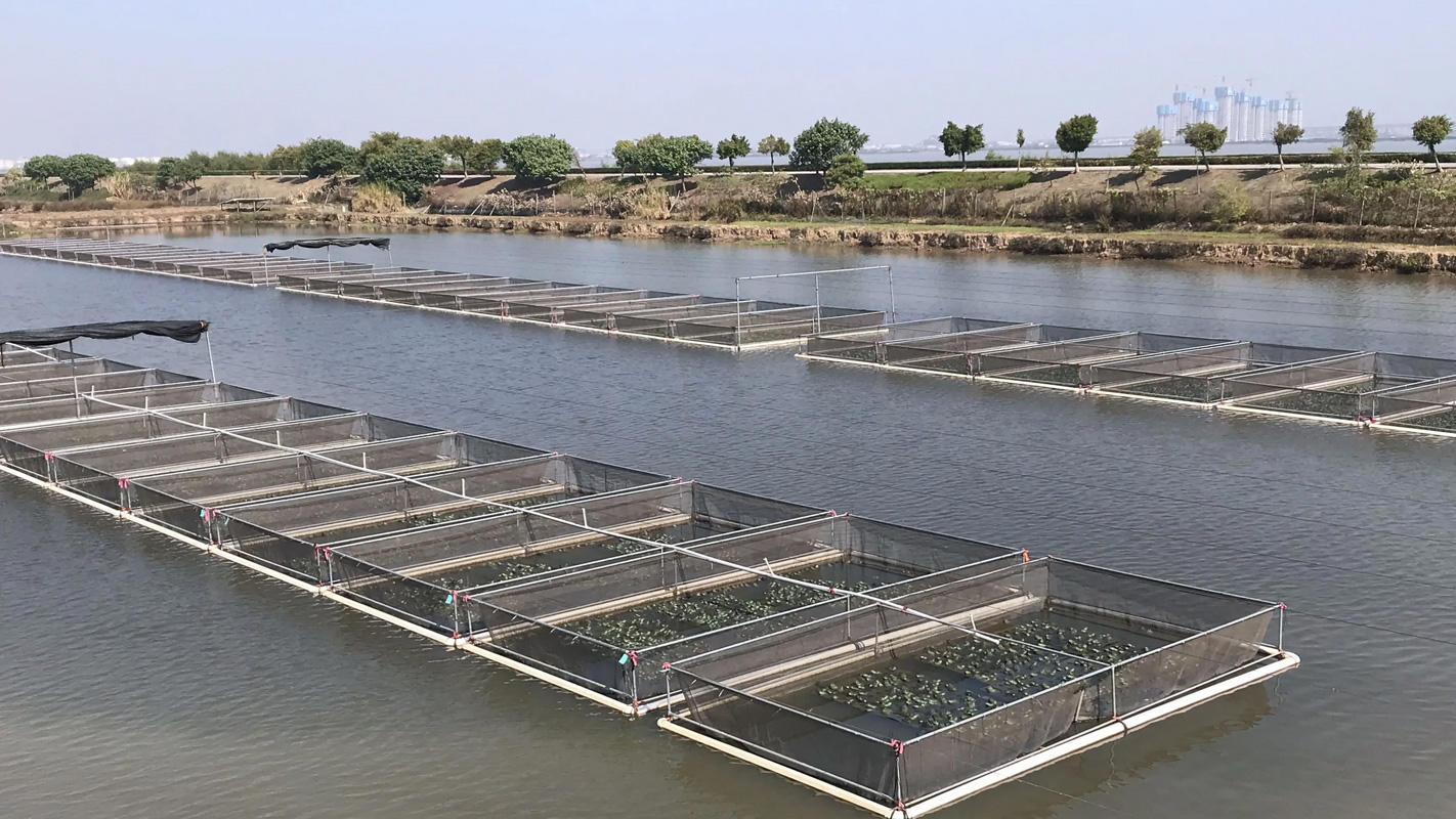Desarrollar una acuicultura característica e introducir con éxito el bagre de canal en Chongming